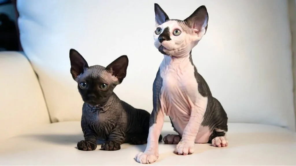 Razas de Gatos sin pelo - Gato Minskin