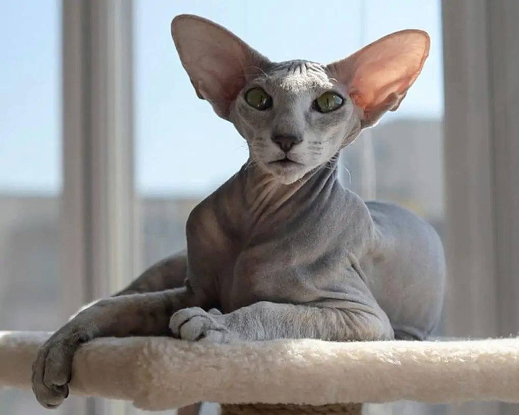 Razas de Gatos sin pelo - Gato Peterbald