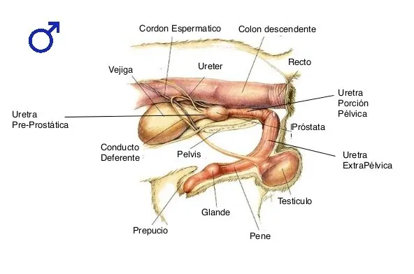 Aparato reproductor del macho