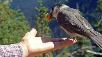 Los mejores nombres para pájaros