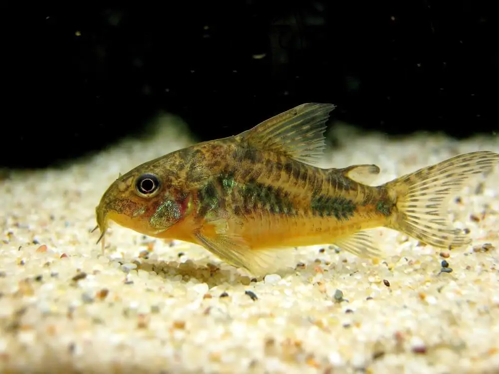 Tipos de Peces para un Acuario - Corydoras