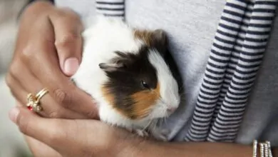 Cuidados de una Cobaya