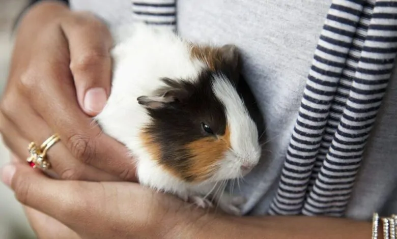 Cuidados de una Cobaya