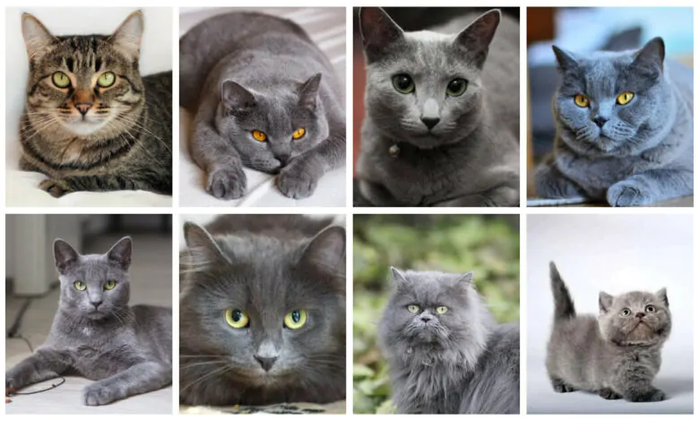 Razas de gatos grises