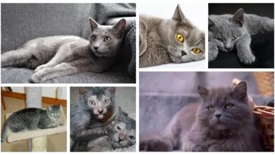 Razas de gatos grises
