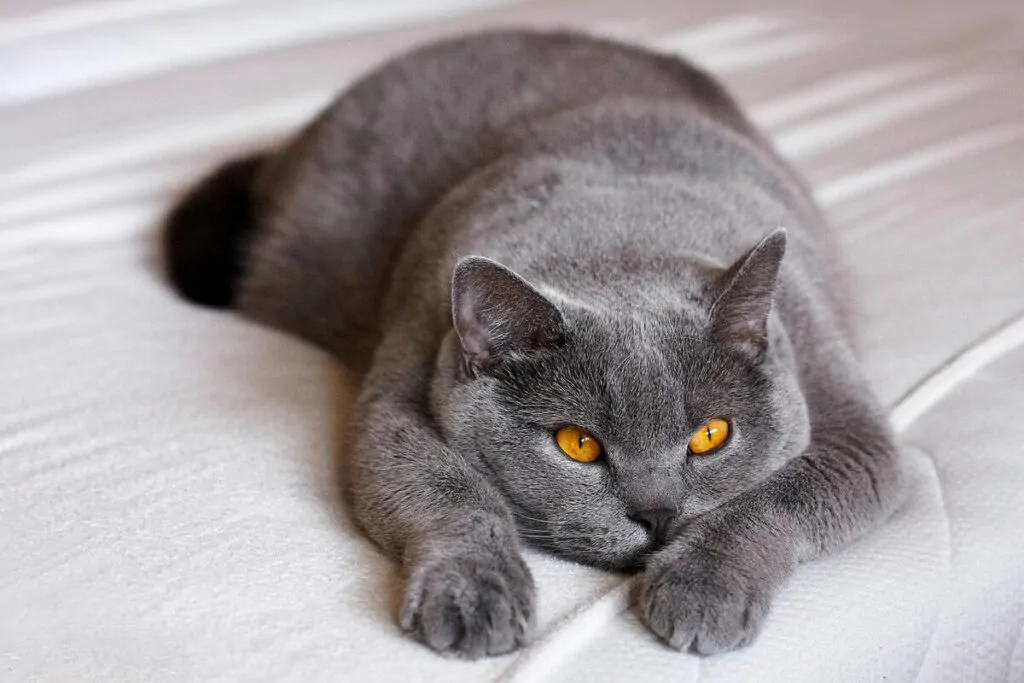 Razas de gatos grises - Gato británico de pelo corto