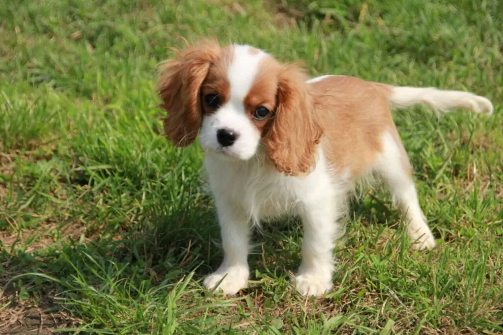 Razas de perros pequeños - Cavalier King Charles Spaniel