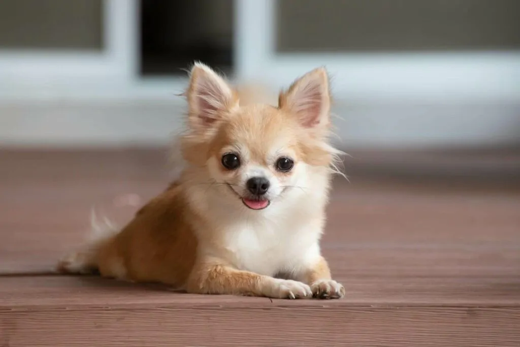 Razas de perros pequeños - Chihuahua