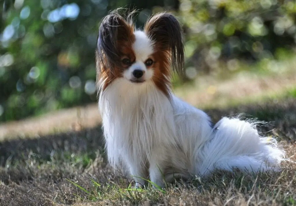 Razas de perros pequeños - Papillón