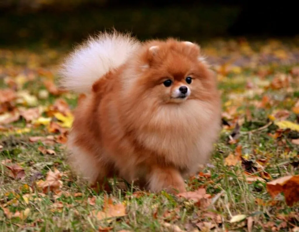 Razas de perros pequeños - Pomerania