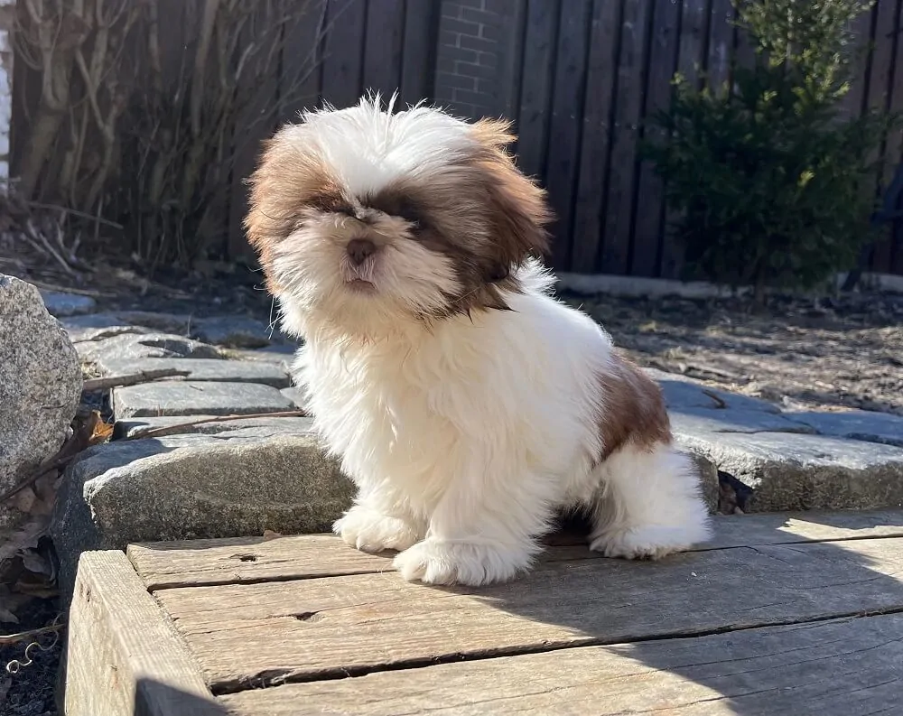 Razas de perros pequeños - Shih Tzu