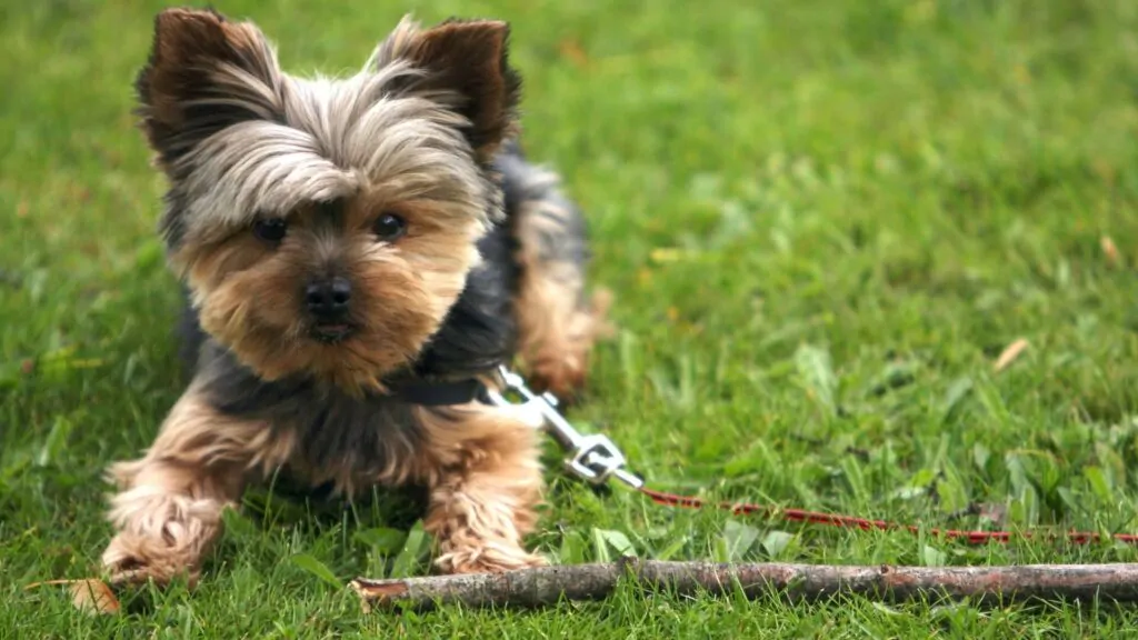 Razas de perros pequeños - Yorkshire Terrier