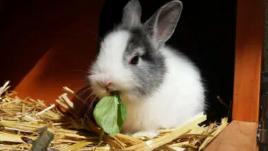 Alimentación de los conejos domésticos