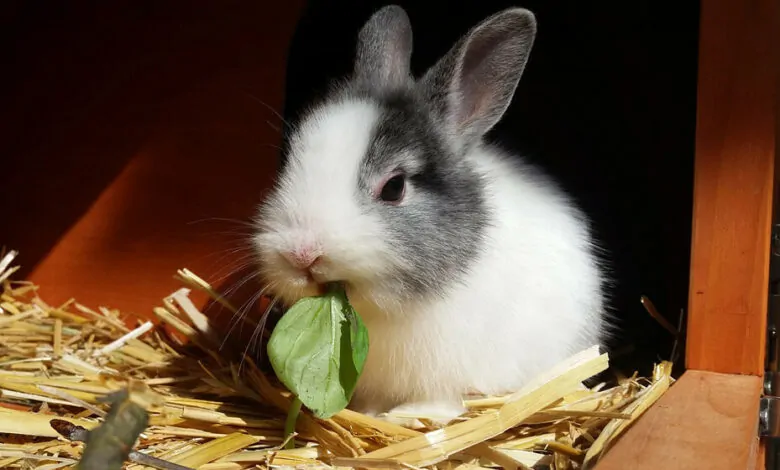 Alimentación de los conejos domésticos