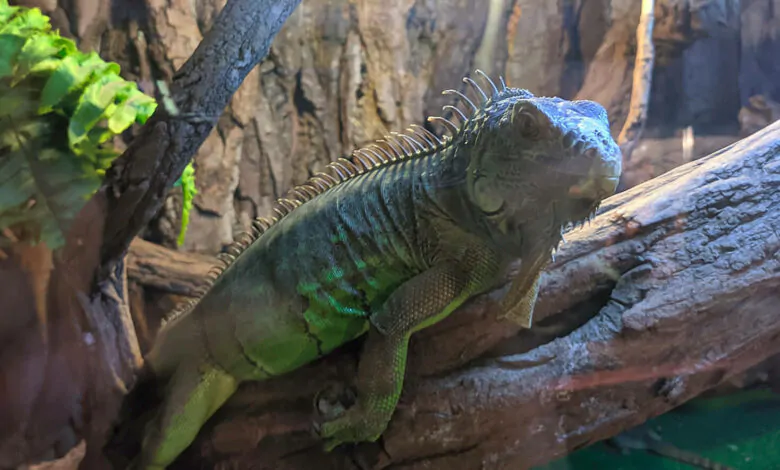 Cómo cuidar a una iguana verde