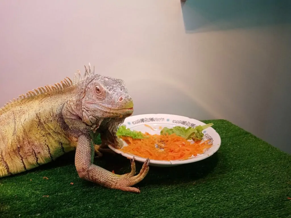 Cómo cuidar a una iguana verde - Alimentación de tu iguana verde
