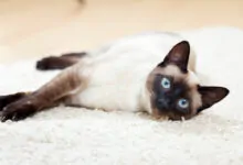 Gato Siamés