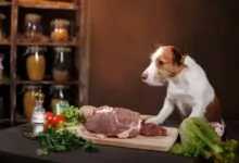 Todo sobre la dieta BARF