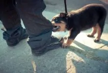 Cómo educar a un perro para que no muerda