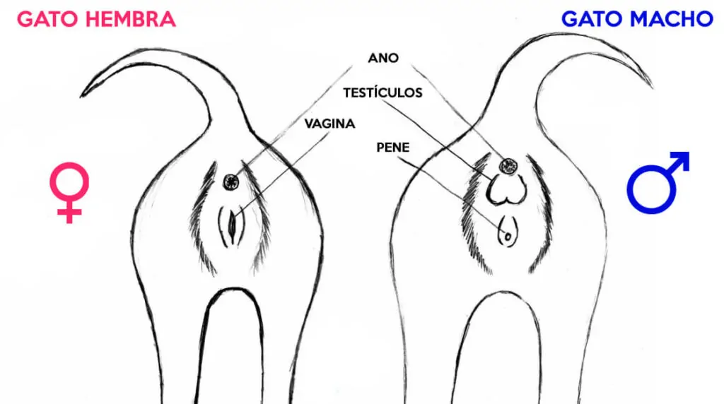 Distinguir gato macho de hembra