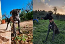 Galgo español