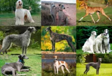 Tipos de Galgos