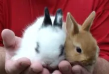 Los conejos como mascotas