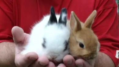 Los conejos como mascotas