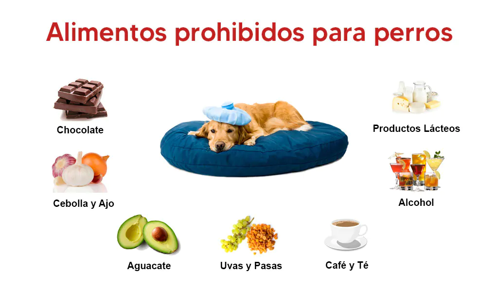 Alimentos prohibidos para perros