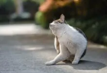 Cómo saber si mi gato tiene pulgas