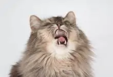 Mi gato estornuda mucho