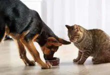 Puede mi perro comer comida para gatos
