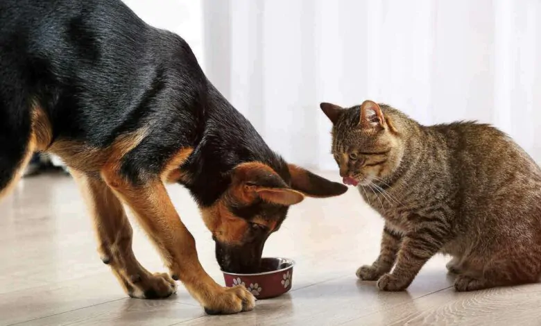 Puede mi perro comer comida para gatos