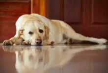 Qué hacer si mi perro tiene diarrea