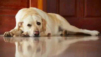 Qué hacer si mi perro tiene diarrea