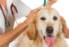 Alergias en perros: causas, síntomas y tratamiento