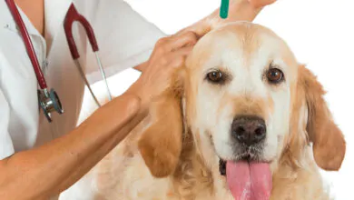 Alergias en perros: causas, síntomas y tratamiento
