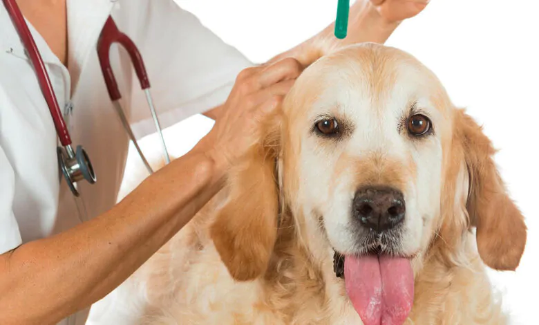 Alergias en perros: causas, síntomas y tratamiento