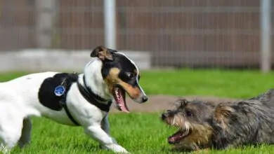 Celo en perros: ¿Qué es y cómo afecta a nuestras mascotas?