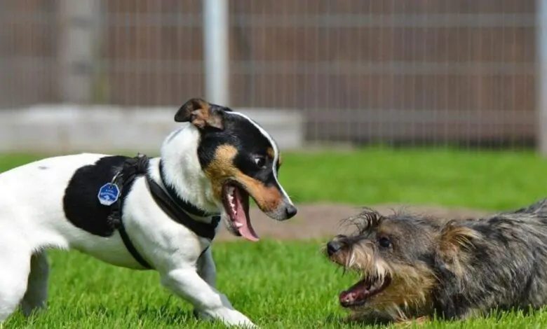 Celo en perros: ¿Qué es y cómo afecta a nuestras mascotas?