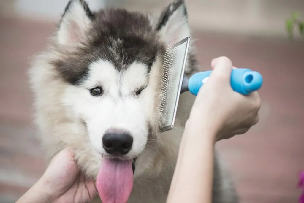 Cómo cepillar el pelo de mi perro - Por qué es importante cepillar el pelo de mi perro