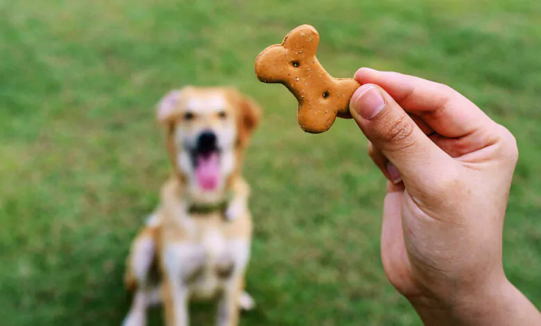 Cómo enseñar a tu perro a sentarse, quedarse y venir cuando se le llama