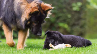 Cómo socializar a tu perro con otros perros