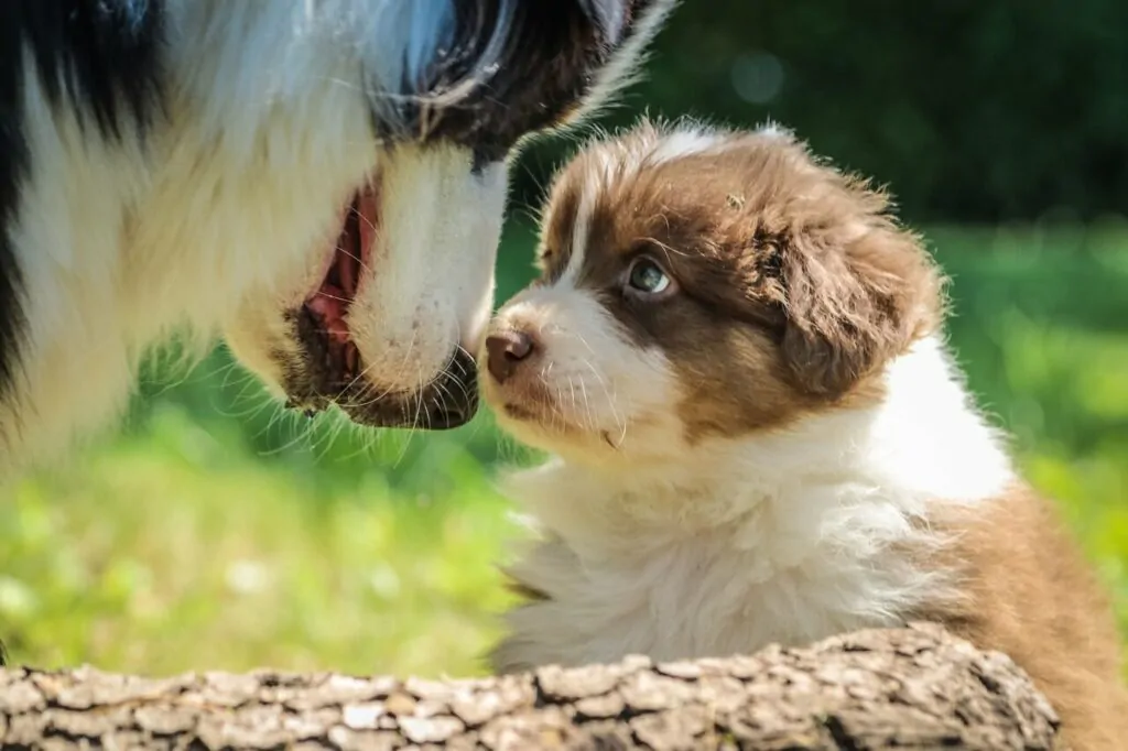 Cómo socializar a tu perro con otros perros - Cuál es la mejor edad para socializar a tu perro