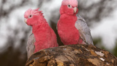 La cacatúa galah: una de las especies más populares como mascota