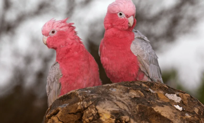 La cacatúa galah: una de las especies más populares como mascota