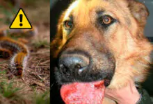 La oruga procesionaria, un peligro para los perros