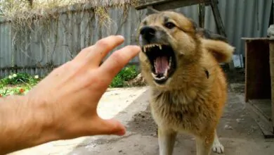 La rabia en perros