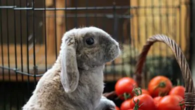 ¿Los conejos pueden comer tomate?