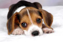 Nombres para perros